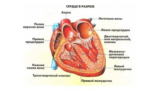Строение сердца Строение сердца