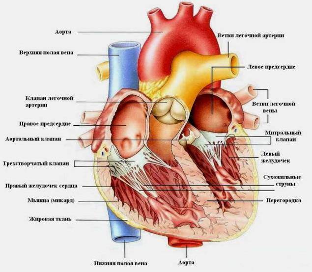 Строение сердца человека. Анатомия структур сердца