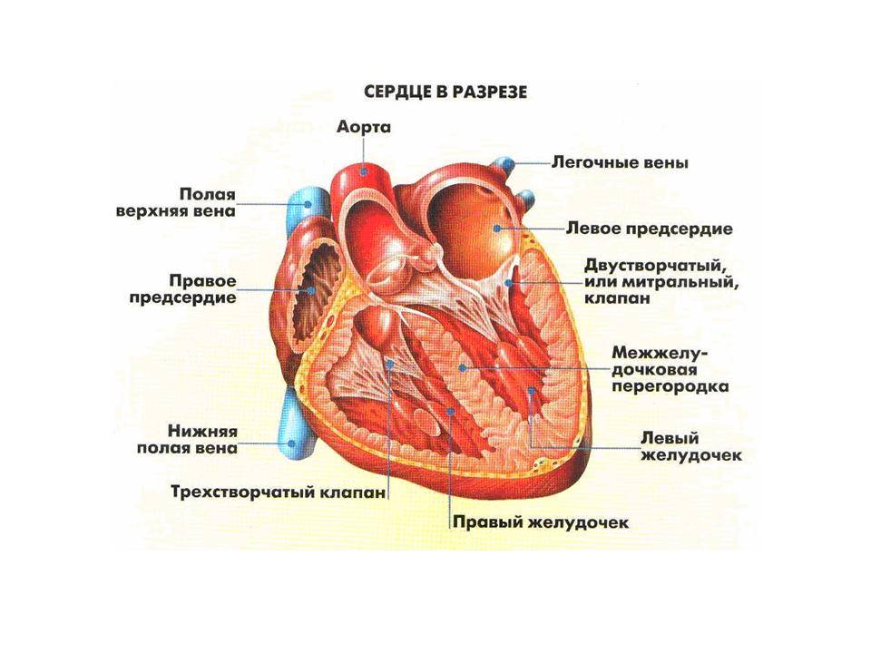Строение сердца. Камеры и кровообращение