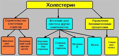 Роль холестерина в организме