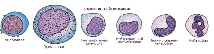 Виды нейтрофилов