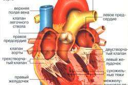 Строение сердца Строение сердца