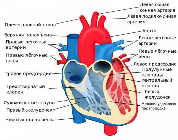 Строение сердца