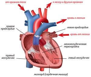 Замена сердца
